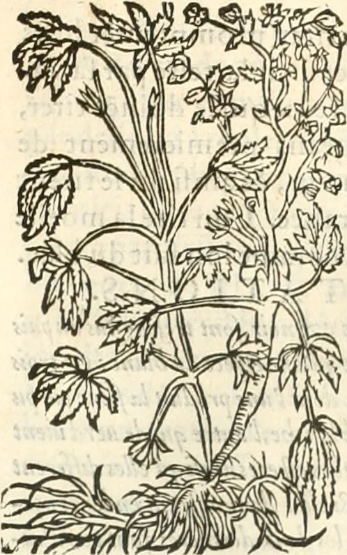 An illustration from [Les six livres de Pedacion Dioscoride d'Anazarbe de la matiere medicinale : translatez de latin en françois : a chacun chapitre sont aioustees certaines annotations fort doctes, & recueillies des plus excellens medecins, anciens, & modernes, 1553, leaf 310