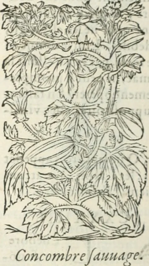 An illustration from [Les six livres de Pedacion Dioscoride d'Anazarbe de la matiere medicinale : translatez de latin en françois : a chacun chapitre sont aioustees certaines annotations fort doctes, & recueillies des plus excellens medecins, anciens, & modernes, 1553, leaf 311
