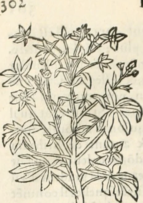 An illustration from [Les six livres de Pedacion Dioscoride d'Anazarbe de la matiere medicinale : translatez de latin en françois : a chacun chapitre sont aioustees certaines annotations fort doctes, & recueillies des plus excellens medecins, anciens, & modernes, 1553, leaf 313