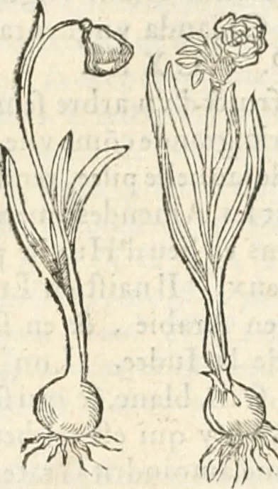 An illustration from [Les six livres de Pedacion Dioscoride d'Anazarbe de la matiere medicinale : translatez de latin en françois : a chacun chapitre sont aioustees certaines annotations fort doctes, & recueillies des plus excellens medecins, anciens, & modernes, 1553, leaf 315
