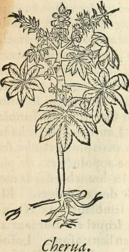 An illustration from [Les six livres de Pedacion Dioscoride d'Anazarbe de la matiere medicinale : translatez de latin en françois : a chacun chapitre sont aioustees certaines annotations fort doctes, & recueillies des plus excellens medecins, anciens, & modernes, 1553, leaf 316