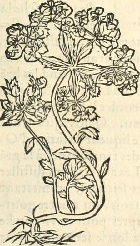 An illustration from [Les six livres de Pedacion Dioscoride d'Anazarbe de la matiere medicinale : translatez de latin en françois : a chacun chapitre sont aioustees certaines annotations fort doctes, & recueillies des plus excellens medecins, anciens, & modernes, 1553, leaf 316