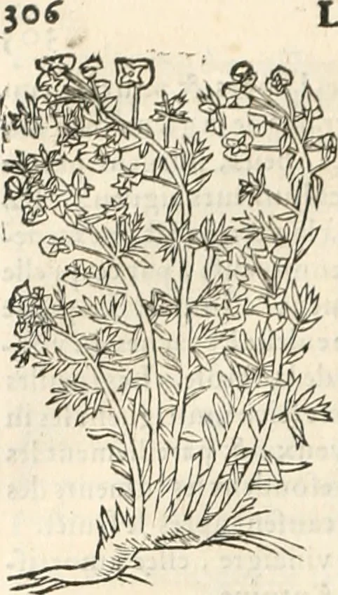 An illustration from [Les six livres de Pedacion Dioscoride d'Anazarbe de la matiere medicinale : translatez de latin en françois : a chacun chapitre sont aioustees certaines annotations fort doctes, & recueillies des plus excellens medecins, anciens, & modernes, 1553, leaf 317