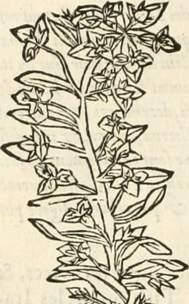 An illustration from [Les six livres de Pedacion Dioscoride d'Anazarbe de la matiere medicinale : translatez de latin en françois : a chacun chapitre sont aioustees certaines annotations fort doctes, & recueillies des plus excellens medecins, anciens, & modernes, 1553, leaf 317