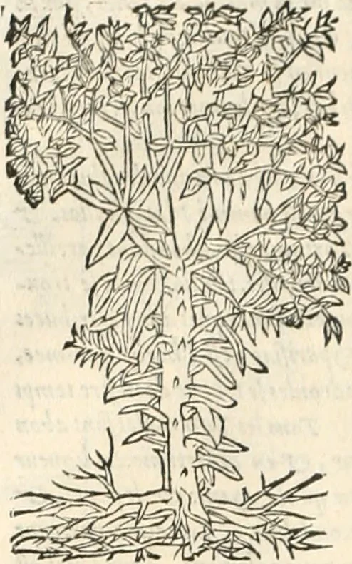 An illustration from [Les six livres de Pedacion Dioscoride d'Anazarbe de la matiere medicinale : translatez de latin en françois : a chacun chapitre sont aioustees certaines annotations fort doctes, & recueillies des plus excellens medecins, anciens, & modernes, 1553, leaf 319