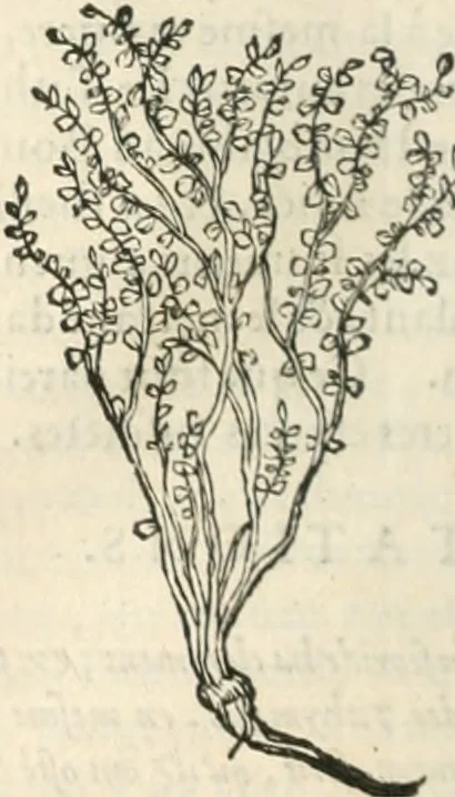 An illustration from [Les six livres de Pedacion Dioscoride d'Anazarbe de la matiere medicinale : translatez de latin en françois : a chacun chapitre sont aioustees certaines annotations fort doctes, & recueillies des plus excellens medecins, anciens, & modernes, 1553, leaf 319