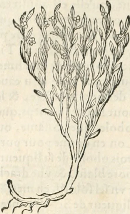 An illustration from [Les six livres de Pedacion Dioscoride d'Anazarbe de la matiere medicinale : translatez de latin en françois : a chacun chapitre sont aioustees certaines annotations fort doctes, & recueillies des plus excellens medecins, anciens, & modernes, 1553, leaf 321
