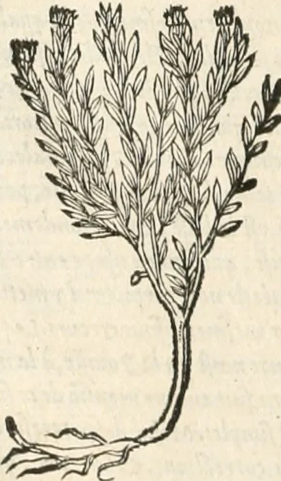 An illustration from [Les six livres de Pedacion Dioscoride d'Anazarbe de la matiere medicinale : translatez de latin en françois : a chacun chapitre sont aioustees certaines annotations fort doctes, & recueillies des plus excellens medecins, anciens, & modernes, 1553, leaf 321