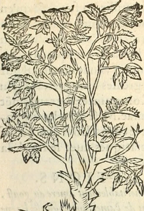 An illustration from [Les six livres de Pedacion Dioscoride d'Anazarbe de la matiere medicinale : translatez de latin en françois : a chacun chapitre sont aioustees certaines annotations fort doctes, & recueillies des plus excellens medecins, anciens, & modernes, 1553, leaf 322