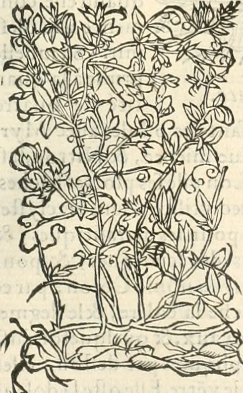 An illustration from [Les six livres de Pedacion Dioscoride d'Anazarbe de la matiere medicinale : translatez de latin en françois : a chacun chapitre sont aioustees certaines annotations fort doctes, & recueillies des plus excellens medecins, anciens, & modernes, 1553, leaf 322