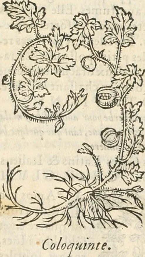 An illustration from [Les six livres de Pedacion Dioscoride d'Anazarbe de la matiere medicinale : translatez de latin en françois : a chacun chapitre sont aioustees certaines annotations fort doctes, & recueillies des plus excellens medecins, anciens, & modernes, 1553, leaf 323
