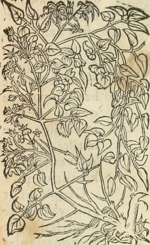 An illustration from [Les six livres de Pedacion Dioscoride d'Anazarbe de la matiere medicinale : translatez de latin en françois : a chacun chapitre sont aioustees certaines annotations fort doctes, & recueillies des plus excellens medecins, anciens, & modernes, 1553, leaf 324
