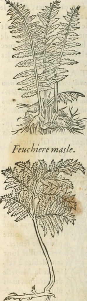 An illustration from [Les six livres de Pedacion Dioscoride d'Anazarbe de la matiere medicinale : translatez de latin en françois : a chacun chapitre sont aioustees certaines annotations fort doctes, & recueillies des plus excellens medecins, anciens, & modernes, 1553, leaf 325