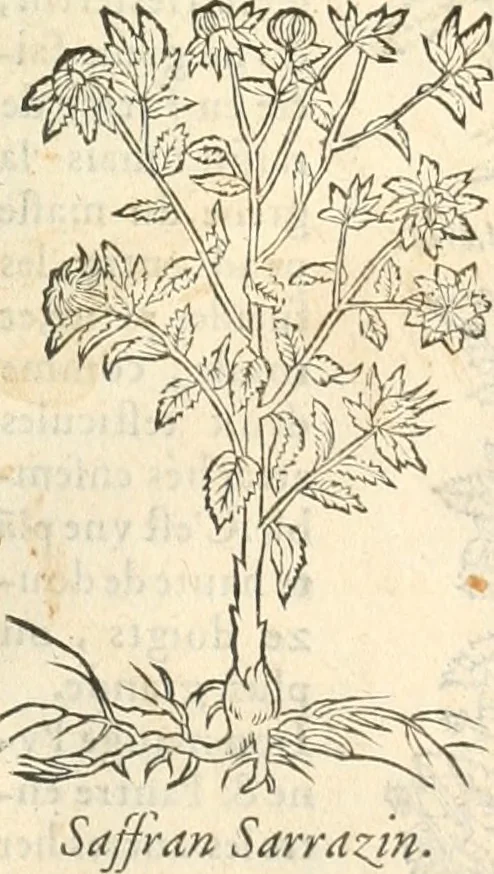 An illustration from [Les six livres de Pedacion Dioscoride d'Anazarbe de la matiere medicinale : translatez de latin en françois : a chacun chapitre sont aioustees certaines annotations fort doctes, & recueillies des plus excellens medecins, anciens, & modernes, 1553, leaf 326