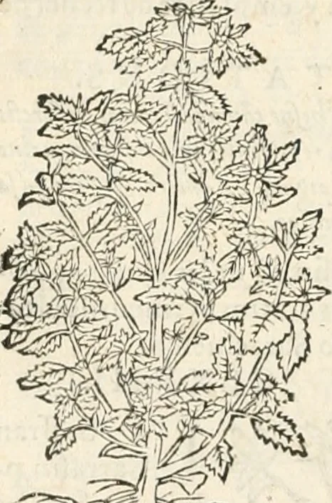 An illustration from [Les six livres de Pedacion Dioscoride d'Anazarbe de la matiere medicinale : translatez de latin en françois : a chacun chapitre sont aioustees certaines annotations fort doctes, & recueillies des plus excellens medecins, anciens, & modernes, 1553, leaf 327