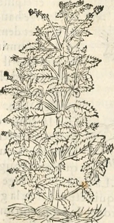 An illustration from [Les six livres de Pedacion Dioscoride d'Anazarbe de la matiere medicinale : translatez de latin en françois : a chacun chapitre sont aioustees certaines annotations fort doctes, & recueillies des plus excellens medecins, anciens, & modernes, 1553, leaf 327