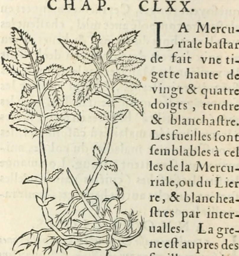 An illustration from [Les six livres de Pedacion Dioscoride d'Anazarbe de la matiere medicinale : translatez de latin en françois : a chacun chapitre sont aioustees certaines annotations fort doctes, & recueillies des plus excellens medecins, anciens, & modernes, 1553, leaf 327
