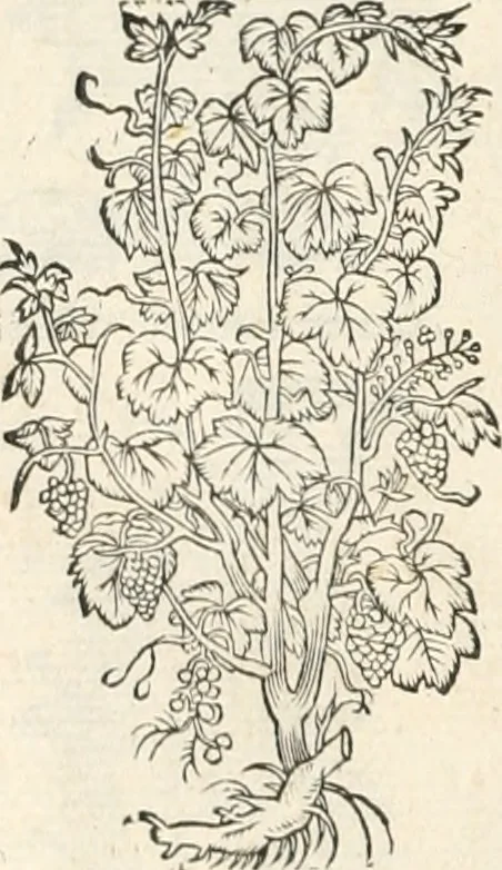 An illustration from [Les six livres de Pedacion Dioscoride d'Anazarbe de la matiere medicinale : translatez de latin en françois : a chacun chapitre sont aioustees certaines annotations fort doctes, & recueillies des plus excellens medecins, anciens, & modernes, 1553, leaf 329