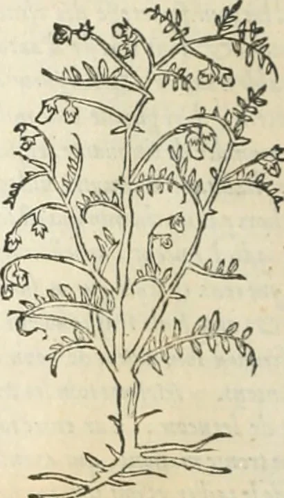 An illustration from [Les six livres de Pedacion Dioscoride d'Anazarbe de la matiere medicinale : translatez de latin en françois : a chacun chapitre sont aioustees certaines annotations fort doctes, & recueillies des plus excellens medecins, anciens, & modernes, 1553, leaf 51