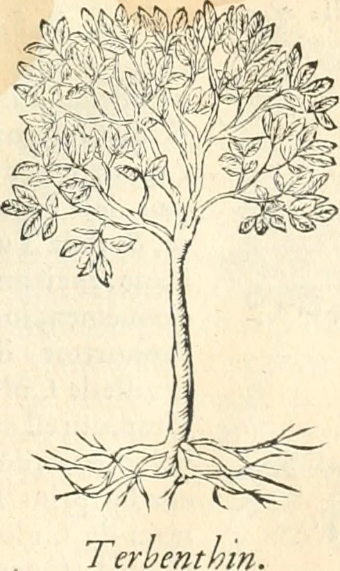 An illustration from [Les six livres de Pedacion Dioscoride d'Anazarbe de la matiere medicinale : translatez de latin en françois : a chacun chapitre sont aioustees certaines annotations fort doctes, & recueillies des plus excellens medecins, anciens, & modernes, 1553, leaf 52