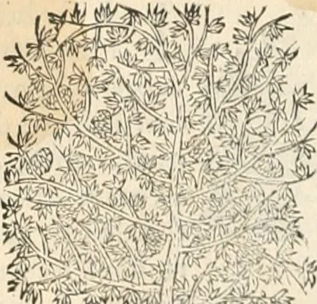 An illustration from [Les six livres de Pedacion Dioscoride d'Anazarbe de la matiere medicinale : translatez de latin en françois : a chacun chapitre sont aioustees certaines annotations fort doctes, & recueillies des plus excellens medecins, anciens, & modernes, 1553, leaf 53