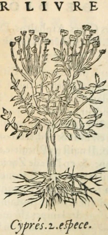 An illustration from [Les six livres de Pedacion Dioscoride d'Anazarbe de la matiere medicinale : translatez de latin en françois : a chacun chapitre sont aioustees certaines annotations fort doctes, & recueillies des plus excellens medecins, anciens, & modernes, 1553, leaf 57