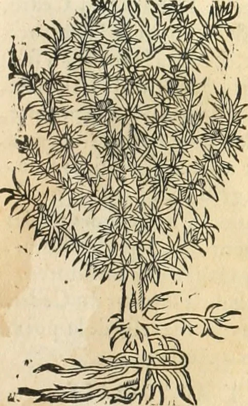 An illustration from [Les six livres de Pedacion Dioscoride d'Anazarbe de la matiere medicinale : translatez de latin en françois : a chacun chapitre sont aioustees certaines annotations fort doctes, & recueillies des plus excellens medecins, anciens, & modernes, 1553, leaf 58