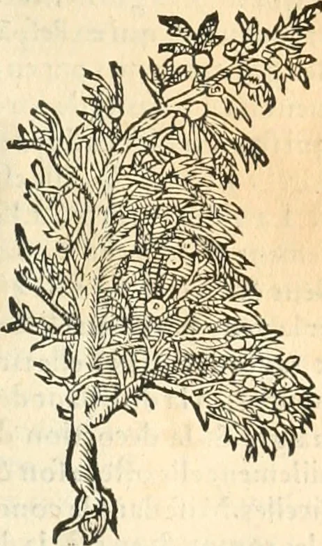 An illustration from [Les six livres de Pedacion Dioscoride d'Anazarbe de la matiere medicinale : translatez de latin en françois : a chacun chapitre sont aioustees certaines annotations fort doctes, & recueillies des plus excellens medecins, anciens, & modernes, 1553, leaf 58