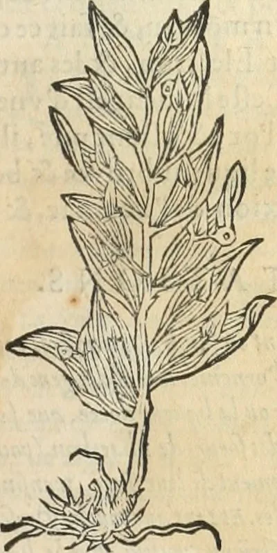 An illustration from [Les six livres de Pedacion Dioscoride d'Anazarbe de la matiere medicinale : translatez de latin en françois : a chacun chapitre sont aioustees certaines annotations fort doctes, & recueillies des plus excellens medecins, anciens, & modernes, 1553, leaf 60