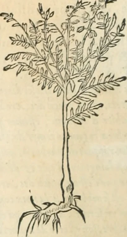 An illustration from [Les six livres de Pedacion Dioscoride d'Anazarbe de la matiere medicinale : translatez de latin en françois : a chacun chapitre sont aioustees certaines annotations fort doctes, & recueillies des plus excellens medecins, anciens, & modernes, 1553, leaf 63
