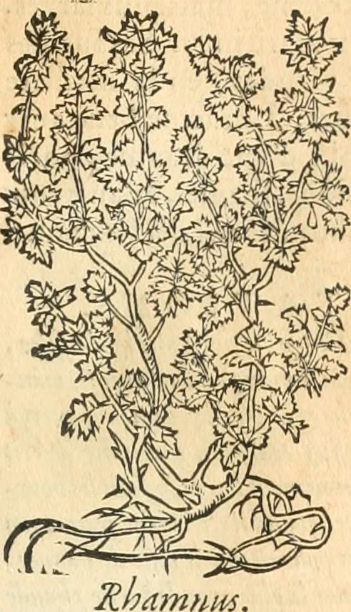 An illustration from [Les six livres de Pedacion Dioscoride d'Anazarbe de la matiere medicinale : translatez de latin en françois : a chacun chapitre sont aioustees certaines annotations fort doctes, & recueillies des plus excellens medecins, anciens, & modernes, 1553, leaf 64