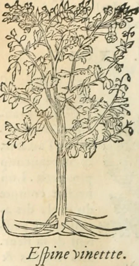 An illustration from [Les six livres de Pedacion Dioscoride d'Anazarbe de la matiere medicinale : translatez de latin en françois : a chacun chapitre sont aioustees certaines annotations fort doctes, & recueillies des plus excellens medecins, anciens, & modernes, 1553, leaf 65
