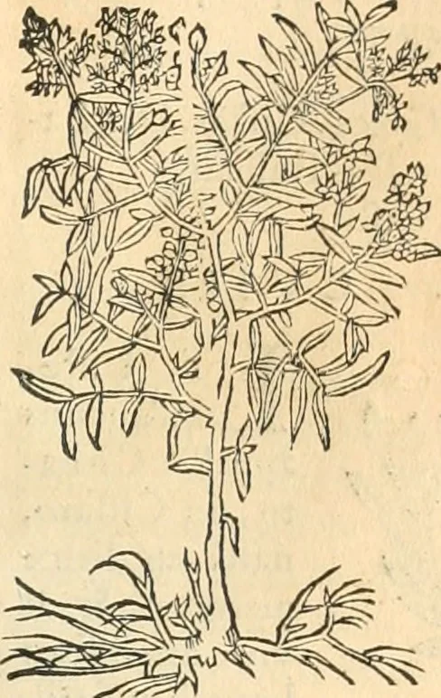 An illustration from [Les six livres de Pedacion Dioscoride d'Anazarbe de la matiere medicinale : translatez de latin en françois : a chacun chapitre sont aioustees certaines annotations fort doctes, & recueillies des plus excellens medecins, anciens, & modernes, 1553, leaf 66