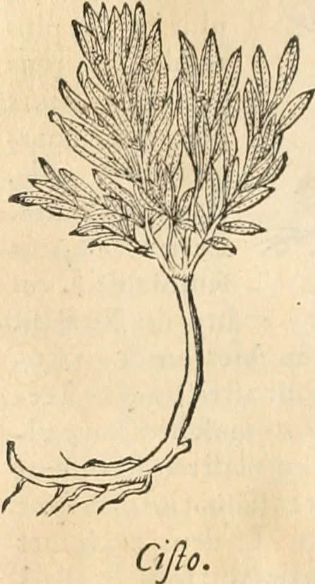 An illustration from [Les six livres de Pedacion Dioscoride d'Anazarbe de la matiere medicinale : translatez de latin en françois : a chacun chapitre sont aioustees certaines annotations fort doctes, & recueillies des plus excellens medecins, anciens, & modernes, 1553, leaf 67