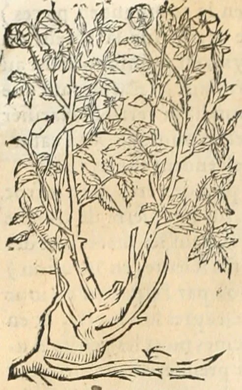An illustration from [Les six livres de Pedacion Dioscoride d'Anazarbe de la matiere medicinale : translatez de latin en françois : a chacun chapitre sont aioustees certaines annotations fort doctes, & recueillies des plus excellens medecins, anciens, & modernes, 1553, leaf 69