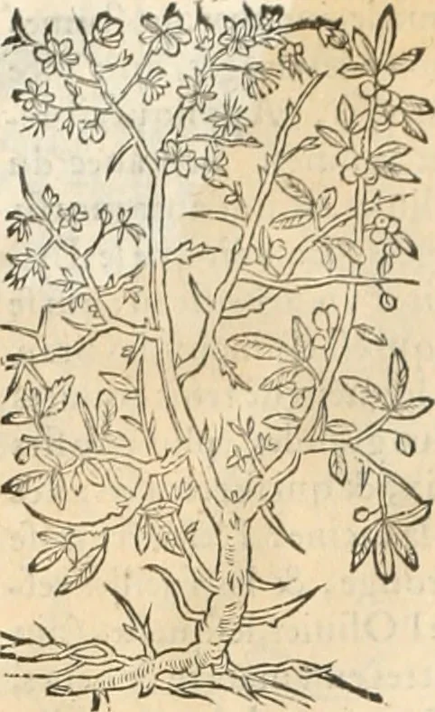 An illustration from [Les six livres de Pedacion Dioscoride d'Anazarbe de la matiere medicinale : translatez de latin en françois : a chacun chapitre sont aioustees certaines annotations fort doctes, & recueillies des plus excellens medecins, anciens, & modernes, 1553, leaf 71