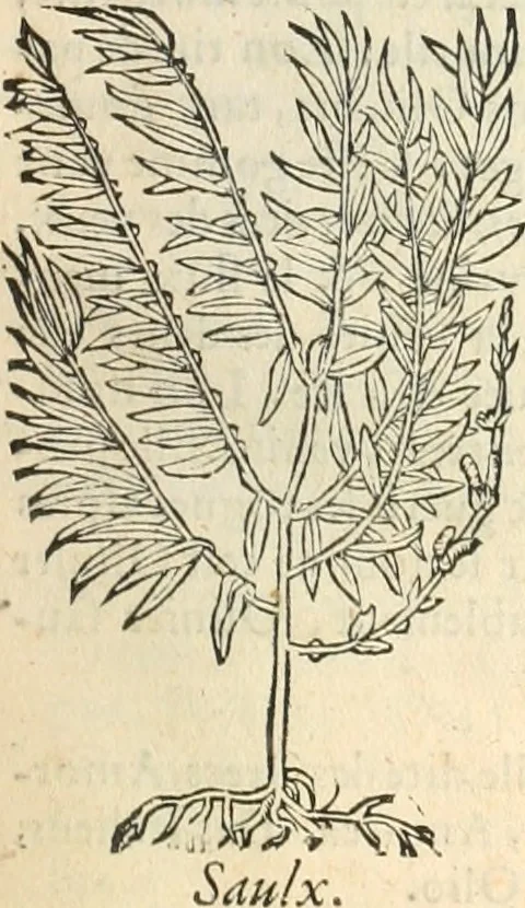 An illustration from [Les six livres de Pedacion Dioscoride d'Anazarbe de la matiere medicinale : translatez de latin en françois : a chacun chapitre sont aioustees certaines annotations fort doctes, & recueillies des plus excellens medecins, anciens, & modernes, 1553, leaf 72