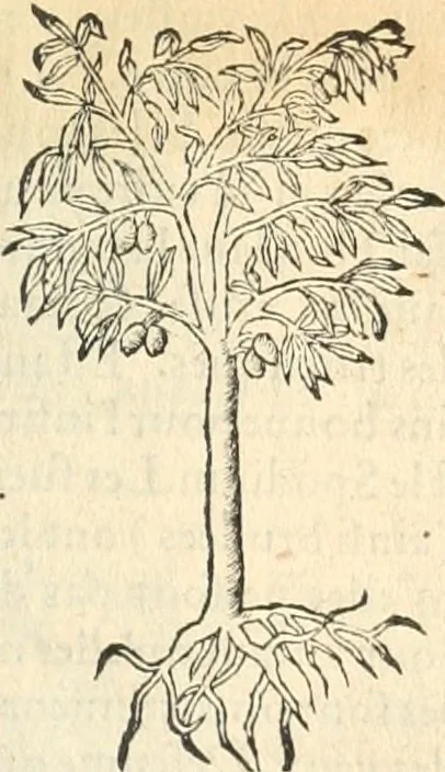 An illustration from [Les six livres de Pedacion Dioscoride d'Anazarbe de la matiere medicinale : translatez de latin en françois : a chacun chapitre sont aioustees certaines annotations fort doctes, & recueillies des plus excellens medecins, anciens, & modernes, 1553, leaf 72