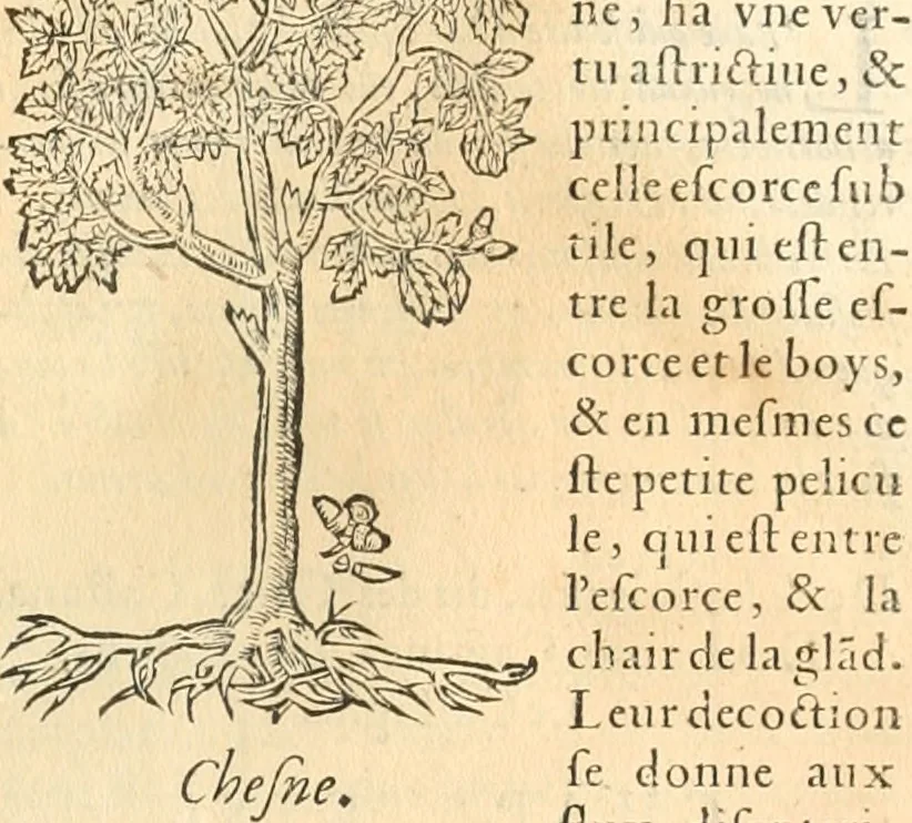 An illustration from [Les six livres de Pedacion Dioscoride d'Anazarbe de la matiere medicinale : translatez de latin en françois : a chacun chapitre sont aioustees certaines annotations fort doctes, & recueillies des plus excellens medecins, anciens, & modernes, 1553, leaf 74