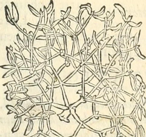 An illustration from [Les six livres de Pedacion Dioscoride d'Anazarbe de la matiere medicinale : translatez de latin en françois : a chacun chapitre sont aioustees certaines annotations fort doctes, & recueillies des plus excellens medecins, anciens, & modernes, 1553, leaf 74