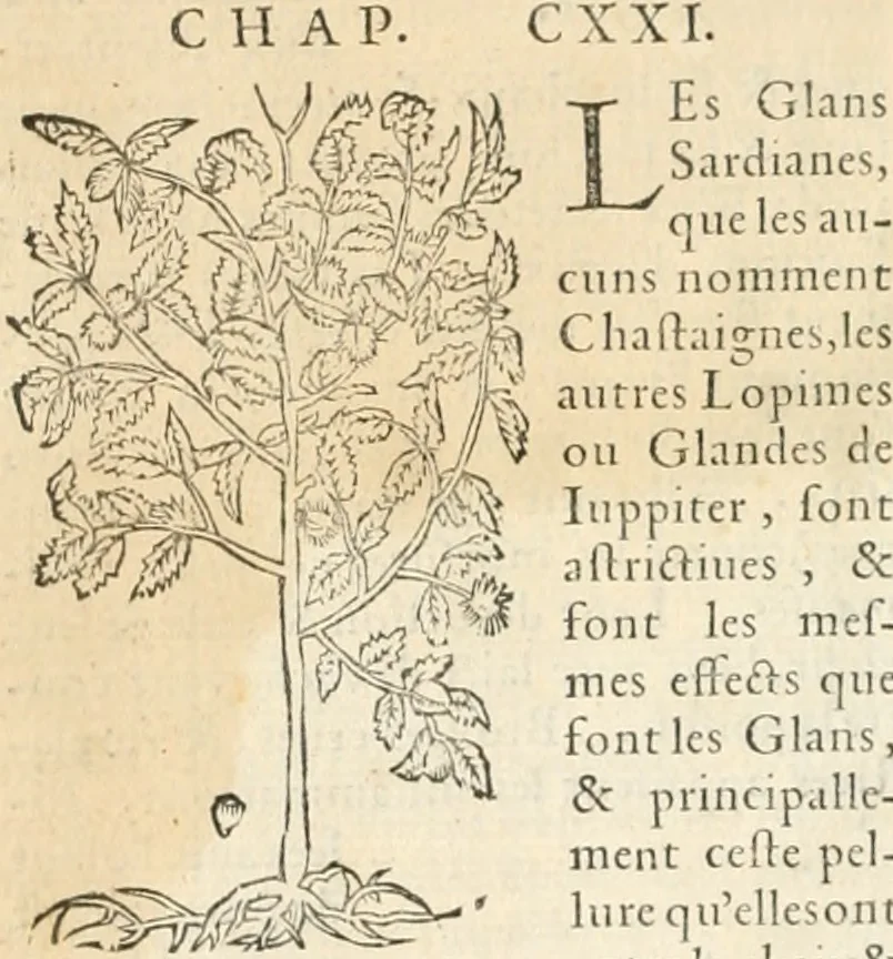 An illustration from [Les six livres de Pedacion Dioscoride d'Anazarbe de la matiere medicinale : translatez de latin en françois : a chacun chapitre sont aioustees certaines annotations fort doctes, & recueillies des plus excellens medecins, anciens, & modernes, 1553, leaf 75