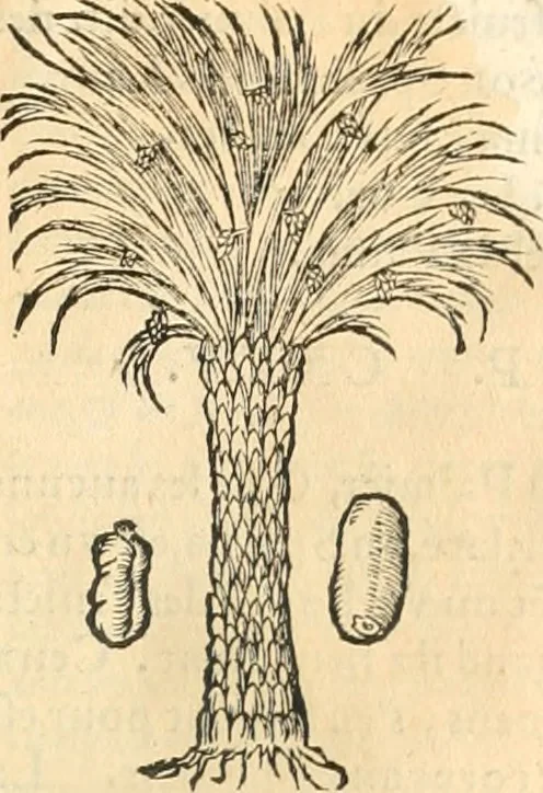 An illustration from [Les six livres de Pedacion Dioscoride d'Anazarbe de la matiere medicinale : translatez de latin en françois : a chacun chapitre sont aioustees certaines annotations fort doctes, & recueillies des plus excellens medecins, anciens, & modernes, 1553, leaf 76