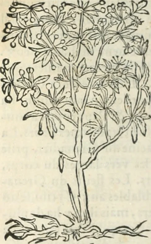 An illustration from [Les six livres de Pedacion Dioscoride d'Anazarbe de la matiere medicinale : translatez de latin en françois : a chacun chapitre sont aioustees certaines annotations fort doctes, & recueillies des plus excellens medecins, anciens, & modernes, 1553, leaf 79