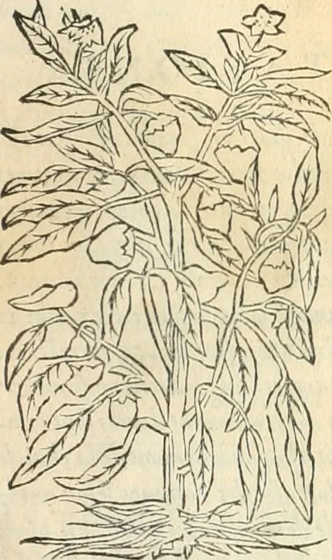 An illustration from [Les six livres de Pedacion Dioscoride d'Anazarbe de la matiere medicinale : translatez de latin en françois : a chacun chapitre sont aioustees certaines annotations fort doctes, & recueillies des plus excellens medecins, anciens, & modernes, 1553, leaf 80