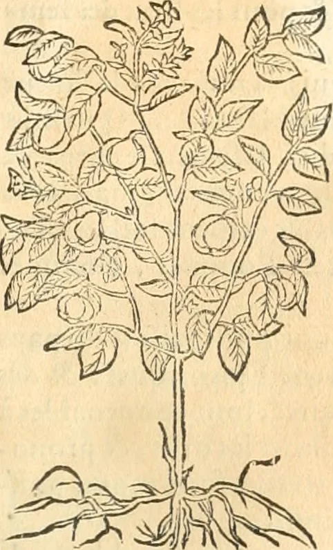 An illustration from [Les six livres de Pedacion Dioscoride d'Anazarbe de la matiere medicinale : translatez de latin en françois : a chacun chapitre sont aioustees certaines annotations fort doctes, & recueillies des plus excellens medecins, anciens, & modernes, 1553, leaf 80