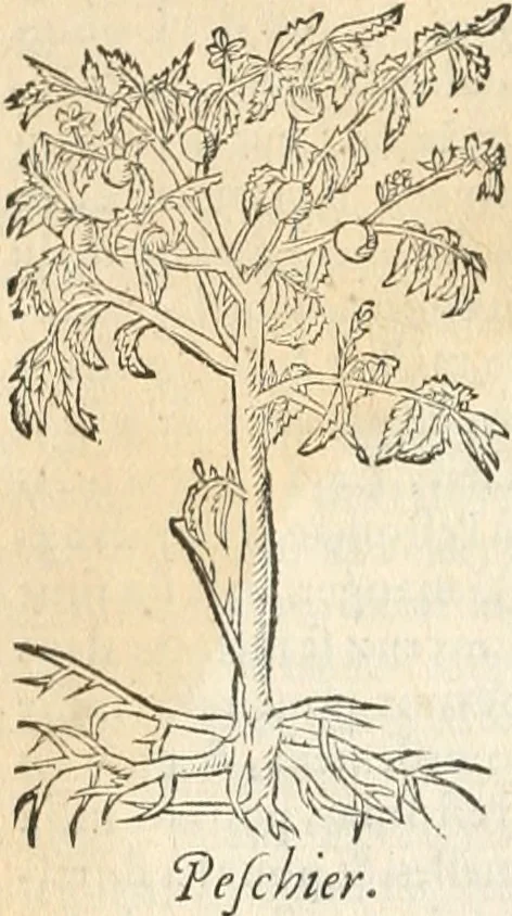 An illustration from [Les six livres de Pedacion Dioscoride d'Anazarbe de la matiere medicinale : translatez de latin en françois : a chacun chapitre sont aioustees certaines annotations fort doctes, & recueillies des plus excellens medecins, anciens, & modernes, 1553, leaf 81