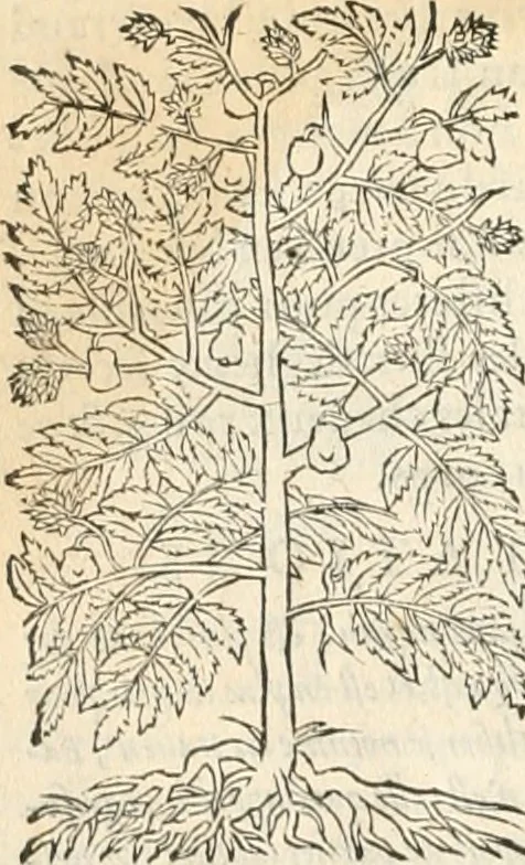 An illustration from [Les six livres de Pedacion Dioscoride d'Anazarbe de la matiere medicinale : translatez de latin en françois : a chacun chapitre sont aioustees certaines annotations fort doctes, & recueillies des plus excellens medecins, anciens, & modernes, 1553, leaf 83