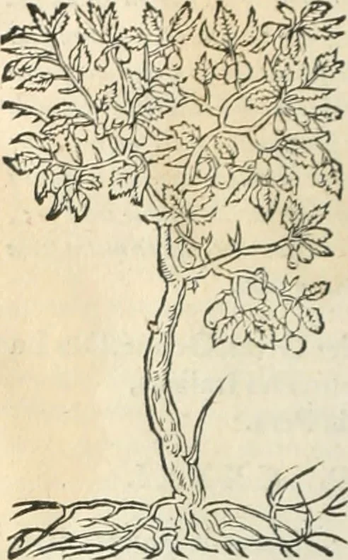 An illustration from [Les six livres de Pedacion Dioscoride d'Anazarbe de la matiere medicinale : translatez de latin en françois : a chacun chapitre sont aioustees certaines annotations fort doctes, & recueillies des plus excellens medecins, anciens, & modernes, 1553, leaf 83
