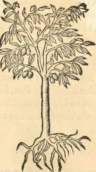 An illustration from [Les six livres de Pedacion Dioscoride d'Anazarbe de la matiere medicinale : translatez de latin en françois : a chacun chapitre sont aioustees certaines annotations fort doctes, & recueillies des plus excellens medecins, anciens, & modernes, 1553, leaf 84