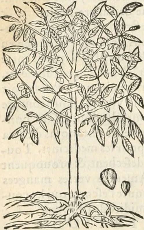 An illustration from [Les six livres de Pedacion Dioscoride d'Anazarbe de la matiere medicinale : translatez de latin en françois : a chacun chapitre sont aioustees certaines annotations fort doctes, & recueillies des plus excellens medecins, anciens, & modernes, 1553, leaf 85